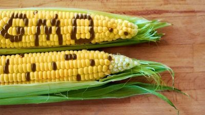 FG allays fears over  safety of genetically modified foods