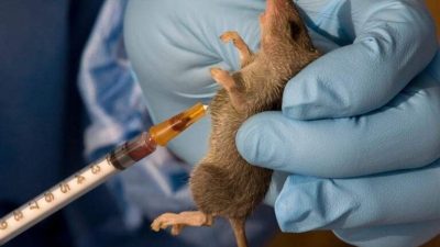 Lassa fever kills 145  in 7 months  – NCDC