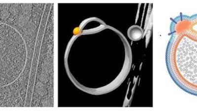 New  technique identifies roles of organelles in stem cells