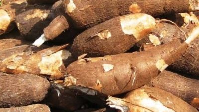 Consumption of cassava will prevent osteoporosis in Nigeria, developed countries – Expert TT