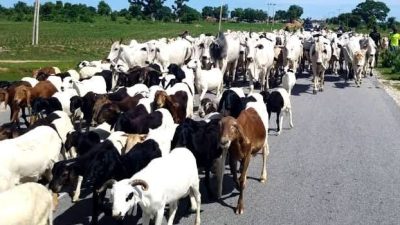 Livestock ministry to set up breeding centre in each geo-political zone