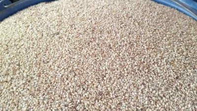 Sesame seed an unharnessed  goldmine in Nigeria, Africa- Farmers