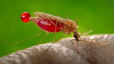 Emzor urges increased investments in Local Manufacturing, Partnerships to FasTrack Malaria Elimination in Nigeria