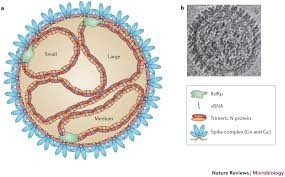 No evidence of Hantavirus cases in Nigeria-NCDC