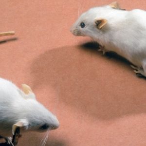 Scientists achieve pancreatic tumour ‘cure’ in mice