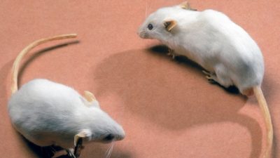 Scientists achieve pancreatic tumour ‘cure’ in mice